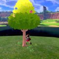 [Guide] Pokémon Épée et Bouclier : l&rsquo;astuce pour maximiser la récolte des baies